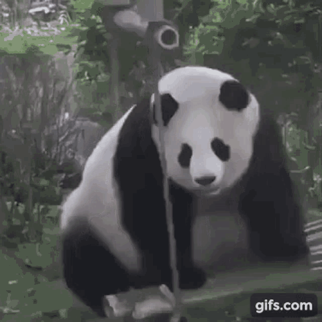 Панда. Панда гифка. Панда танцует. Пандочки гиф.