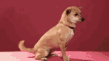 Swag Dog GIF - Swag Dog Touch GIFs
