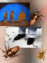 Cockroaches GIF - Cockroaches GIFs