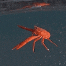 Falling Crab GIF - Falling Crab GIFs
