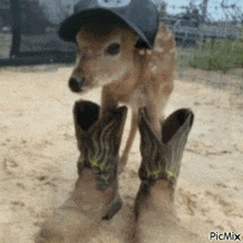 a picture of a deer wearing cowboy boots and a hat with the caption picmix