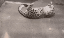 a black and white photo of a snow leopard laying down on its back .