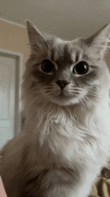 a close up of a cat 's face with a serious look on its face