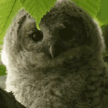 Staring At You Tawny Owl GIF - Staring At You Tawny Owl Robert E Fuller GIFs
