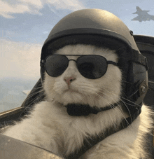a cat wearing sunglasses and a helmet looks like a pilot
