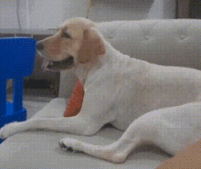 Dog Dog Look GIF - Dog Dog Look What The What GIFs