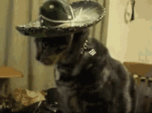 Gato Que? GIF - Que Cat Mexican GIFs