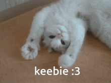 a white cat is laying on its back with the words keebie : 3 behind it