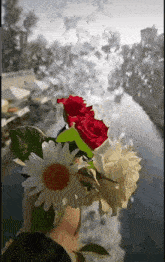 a person is holding a bouquet of flowers including roses and daisies