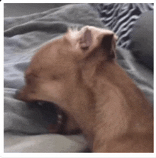a brown dog is yawning on a bed with a blanket