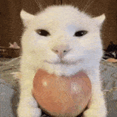 Apple Cat Funny GIF - Apple Cat Funny Cat Kiss GIFs