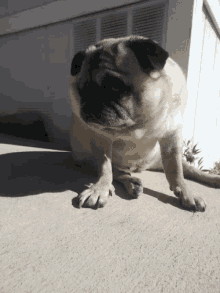 a pug dog laying on the ground with its paws on the ground