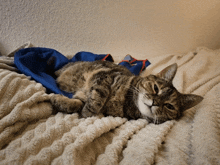 Juniper Cat GIF - Juniper Cat Stretch GIFs
