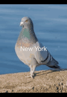 New York Pigeon GIF - New York Pigeon GIFs