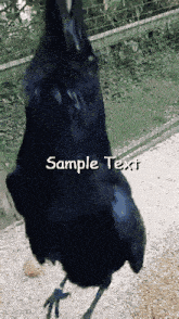 a black bird is standing on a gravel path with the words sample text written below it