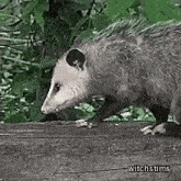 Possum Walking Opossum Walking GIF - Possum Walking Opossum Walking Possum GIFs