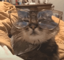 a cat is wearing glasses and laying on a bed