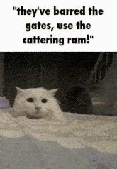 Cat Cat Meme GIF - Cat Cat Meme Headbutt GIFs