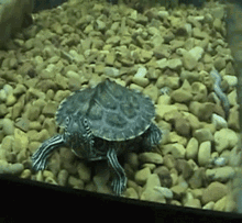 Dramatic Turtle GIF
