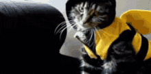 bumblebees costume cat fall off funny