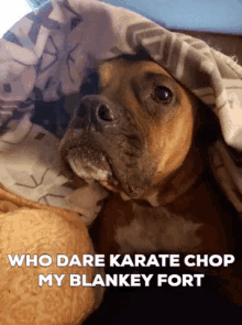 Blankey Fort Blanky Fort GIF - Blankey Fort Blanky Fort Doggy GIFs