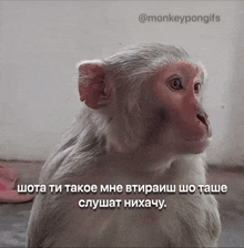 Monkey Pon GIF - Monkey Pon Vtir GIFs