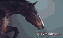 Horse World GIF - Horse World Calm GIFs