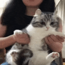 Komaru Cat GIF - Komaru Cat Cute Cat Komaru GIFs