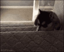 Dog Husky GIF - Dog Husky Fail GIFs