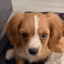 Dog Pup GIF - Dog Pup Puppy GIFs