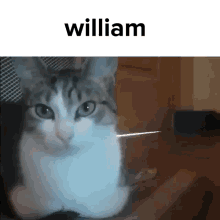 william cat meme cute