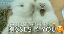 Kiss Bunny GIF - Kiss Bunny Animals GIFs