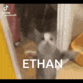 Cat Happy Happy Cat GIF - Cat Happy Happy Cat Ethan GIFs