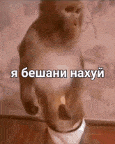 a monkey is wearing underwear and holding a candle in his mouth .