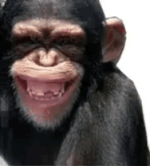 Monyet Lucu GIF