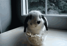 Animals Bunny GIF - Animals Bunny Eat GIFs