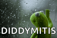 a kermit the frog looking out a window with the words diddymitis written below him
