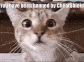 Cheatshield GIF - Cheatshield GIFs