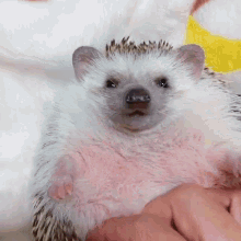 Happy Hedgehog Hedgehog GIF - Happy Hedgehog Hedgehog Happy GIFs