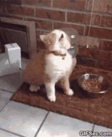 Allergy Puddy GIF - Allergy Puddy Sneeze GIFs