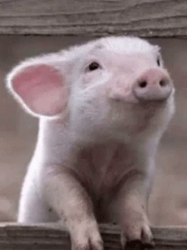 Piglet Cute GIF - Piglet Cute Farm Pig - Discover & Share GIFs