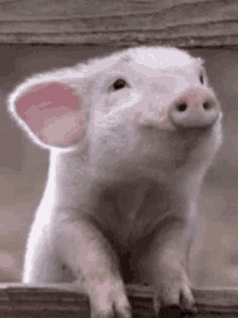 Piglet Cute GIF - Piglet Cute Farm Pig GIFs