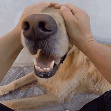 Love Me GIF - Doggo Golden Retriever Dogs GIFs