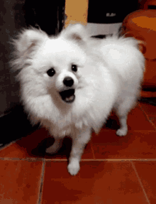 Excited To See You Dog GIF - Excited To See You Dog Happy GIFs