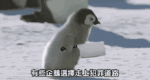 Penguin 企鵝 GIF
