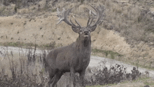 Elk Screaming GIF - Elk Screaming Reversed GIFs