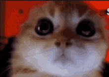 Evil Cat GIF