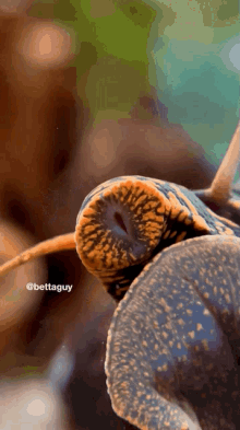 snail snails bettaguy eating tasty