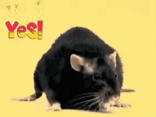 The Facebook Site The Site GIF - The Facebook Site The Site Rat Site GIFs