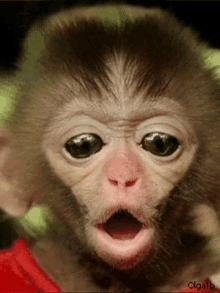 Wow Shock GIF - Wow Shock Monkey GIFs